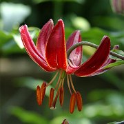 Claude Shride - floret